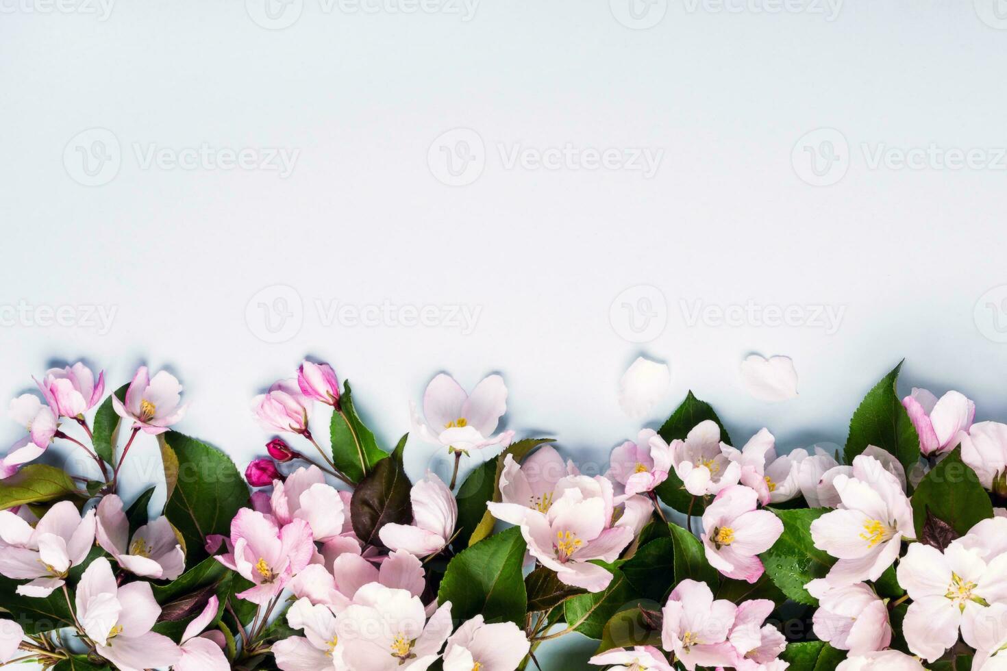 Blooming apple trees border. Beautiful blooming spring background with copy space photo