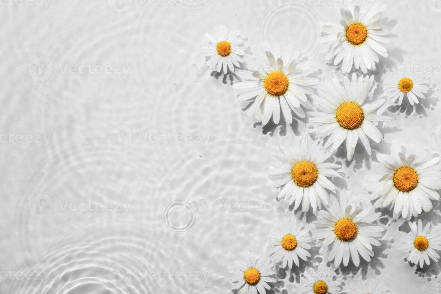 Chamomile flowers in white water background with concentric circles and ripples. Natural beauty Spa concept, Copy space photo