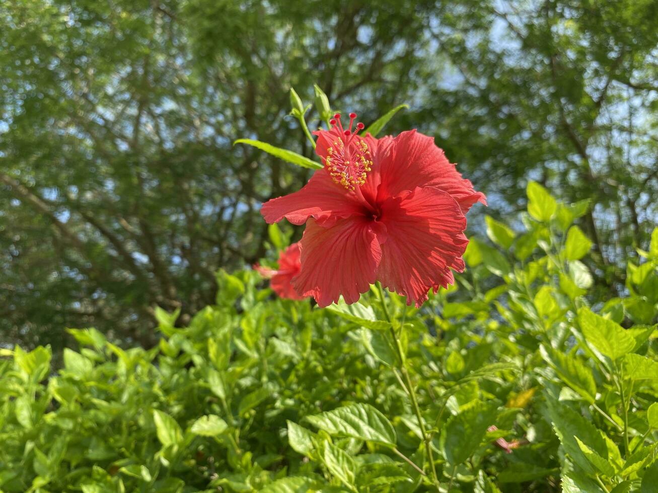Natural trees flowers and garden photo