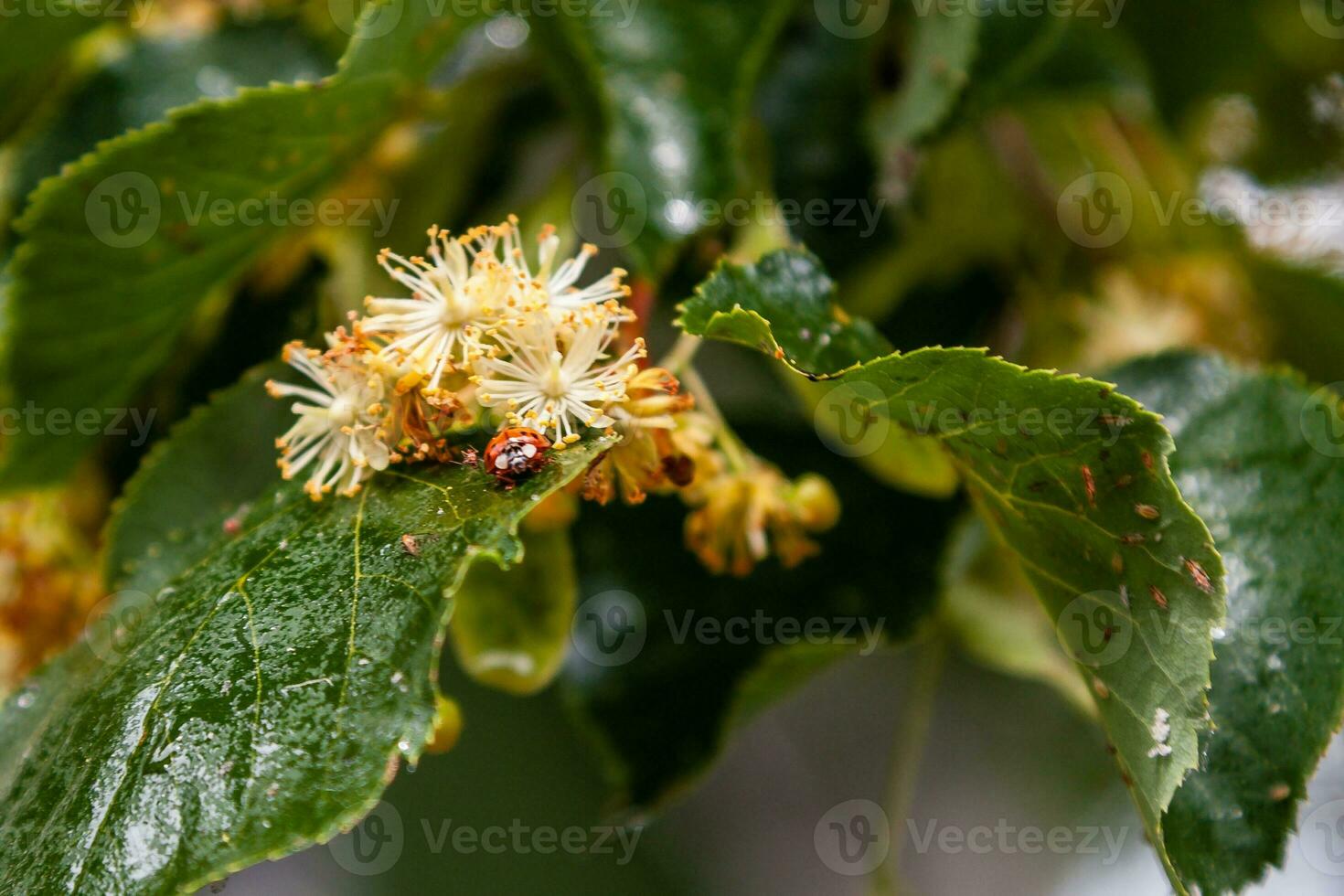 Ladybug creeps on a leaf of a linden tree photo