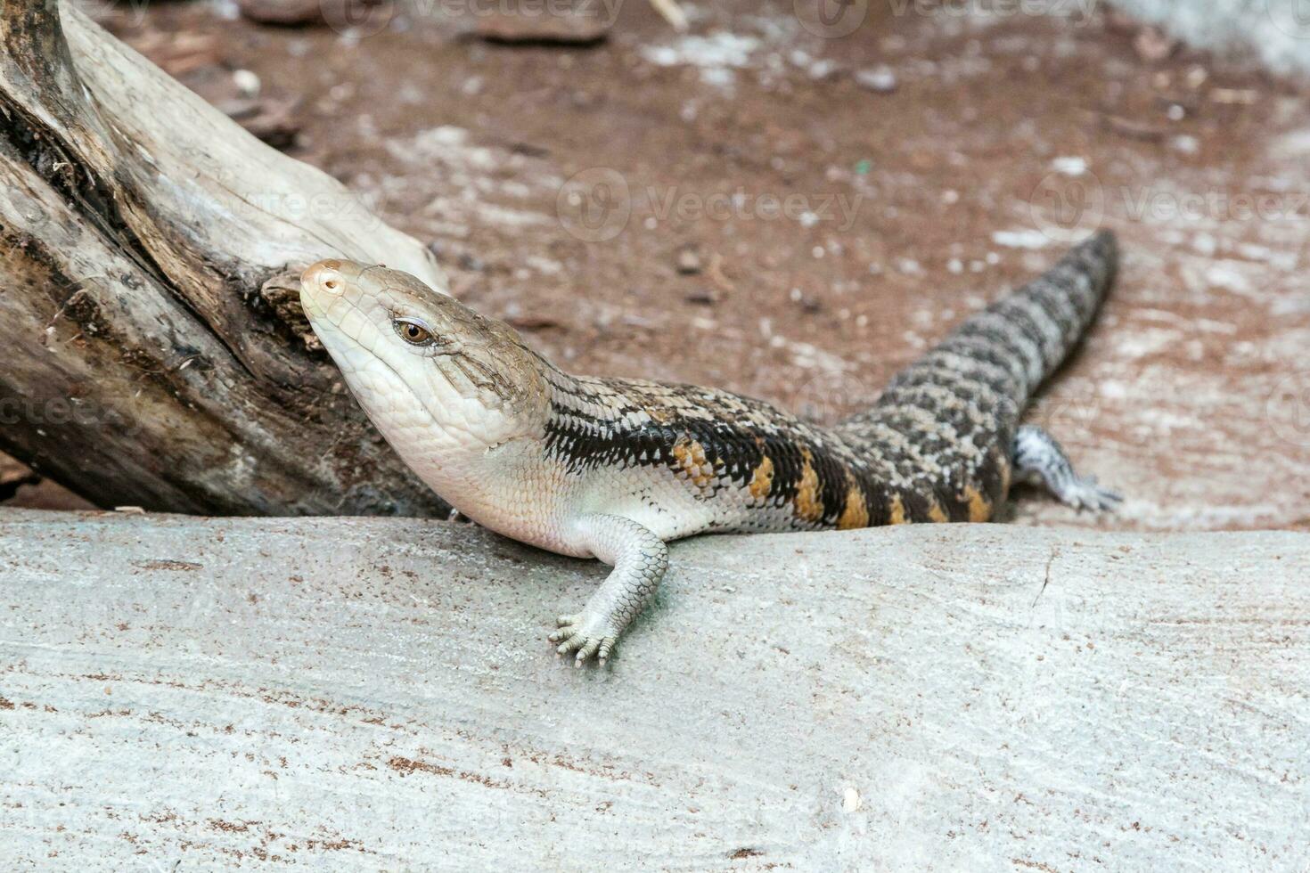 The scaling lizard scrambles forward photo