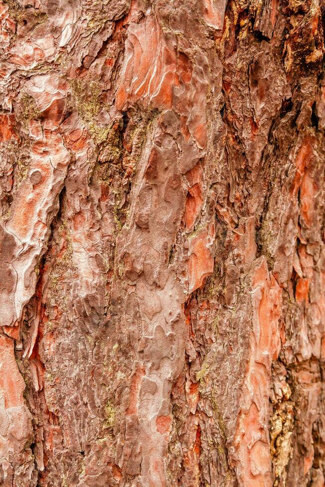 texture of bark of a fir tree photo