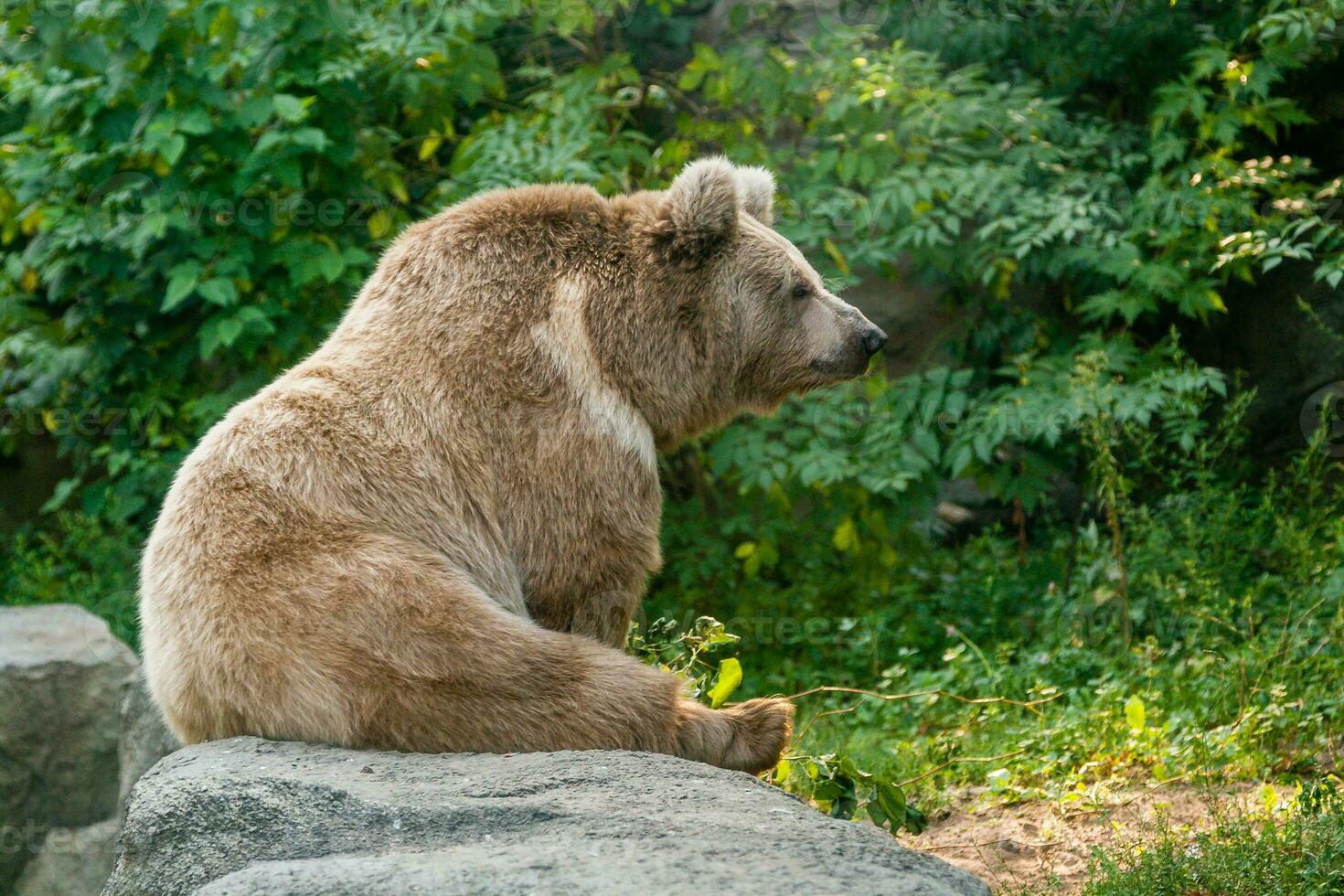 A bear on the shore of a lake photo