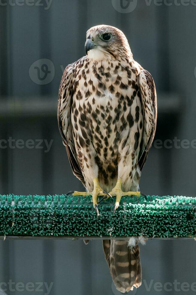 Beautiful falcon close up photo