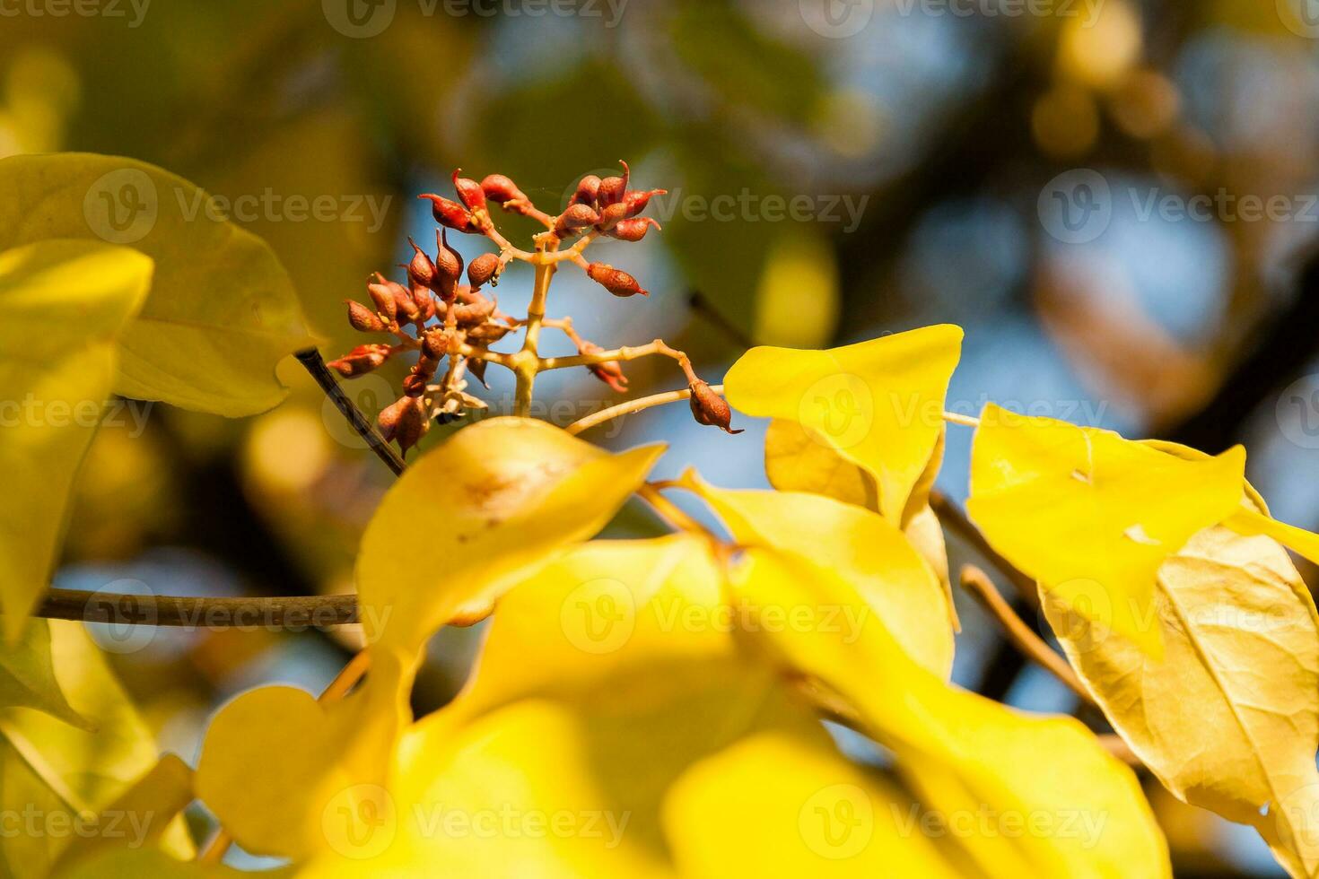 Autumn leaves with wild fruits close-up photo