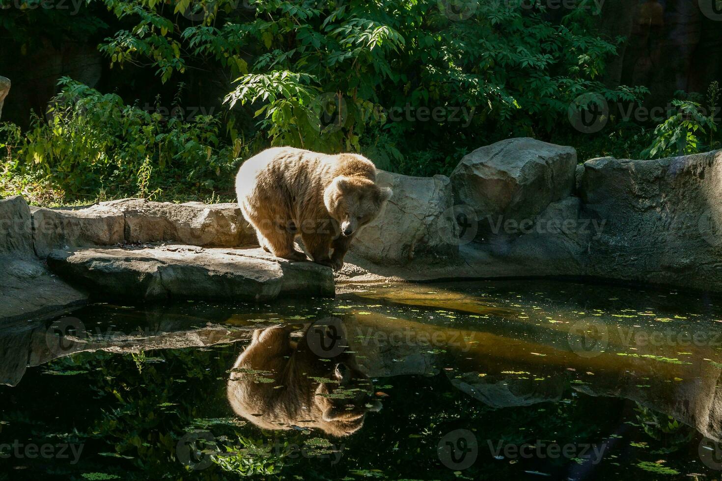 white Bear on the lake look at your reflection photo
