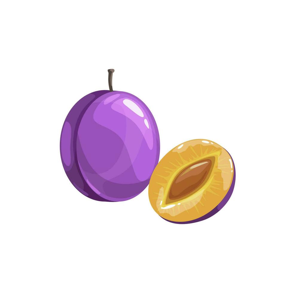 Prunes or plum fruit, ripe garden vector plant