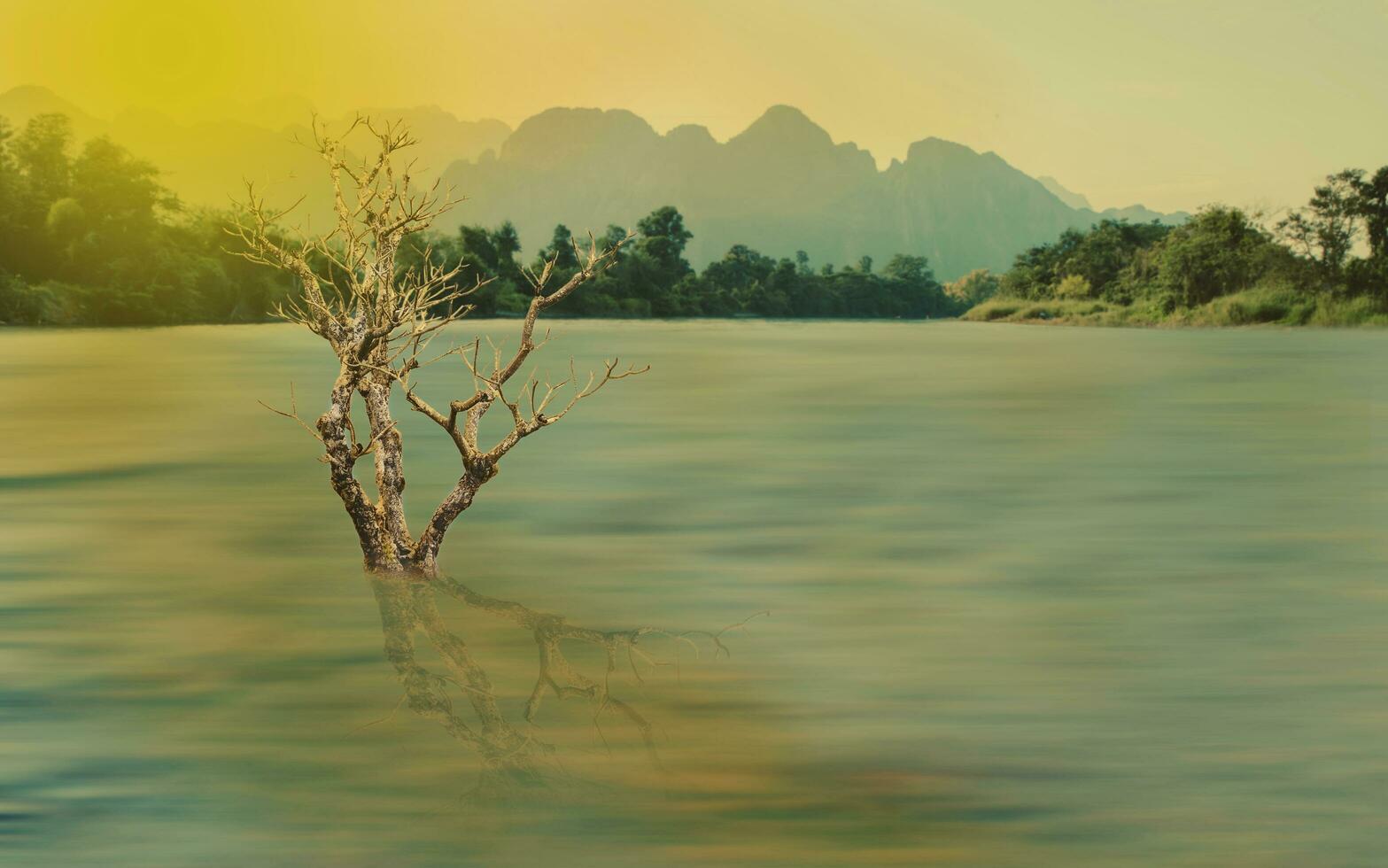 Landscape big dry tree on river background. photo