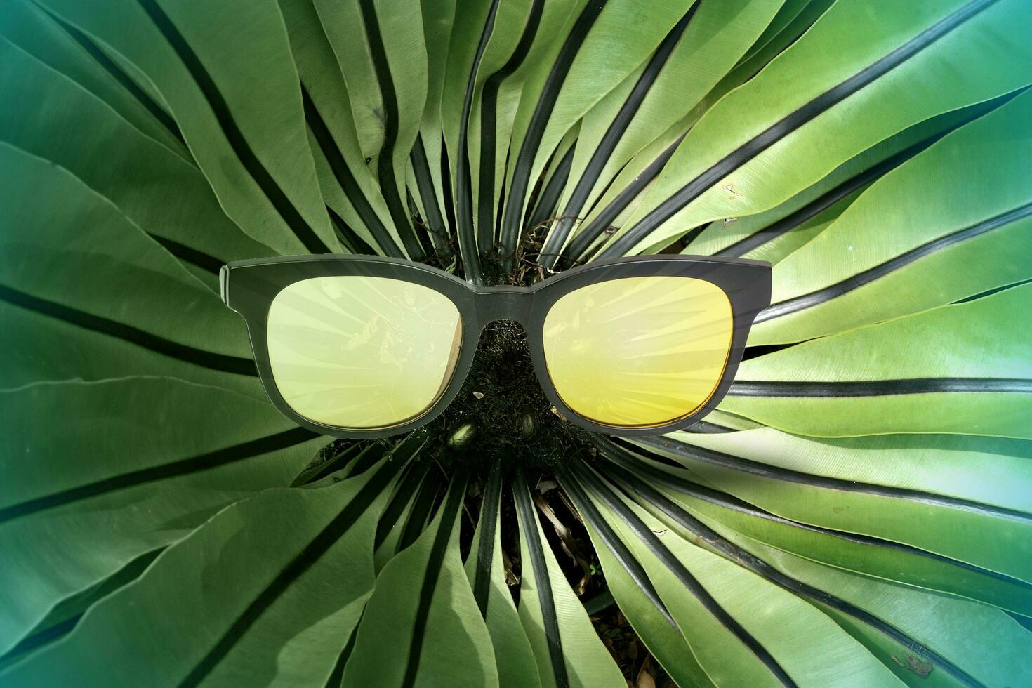 Bird nest fern with sunglasses on background. photo