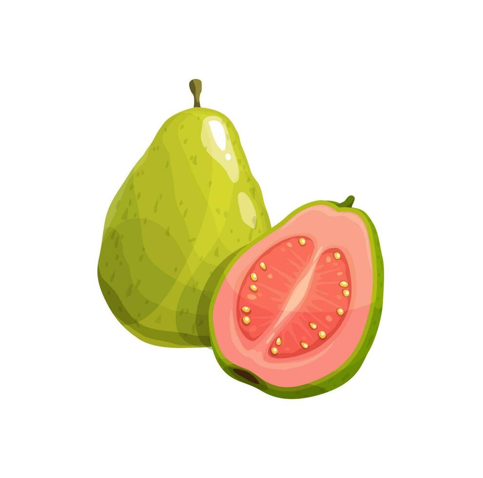 Guava fruit, vector tropical plant, fresh product