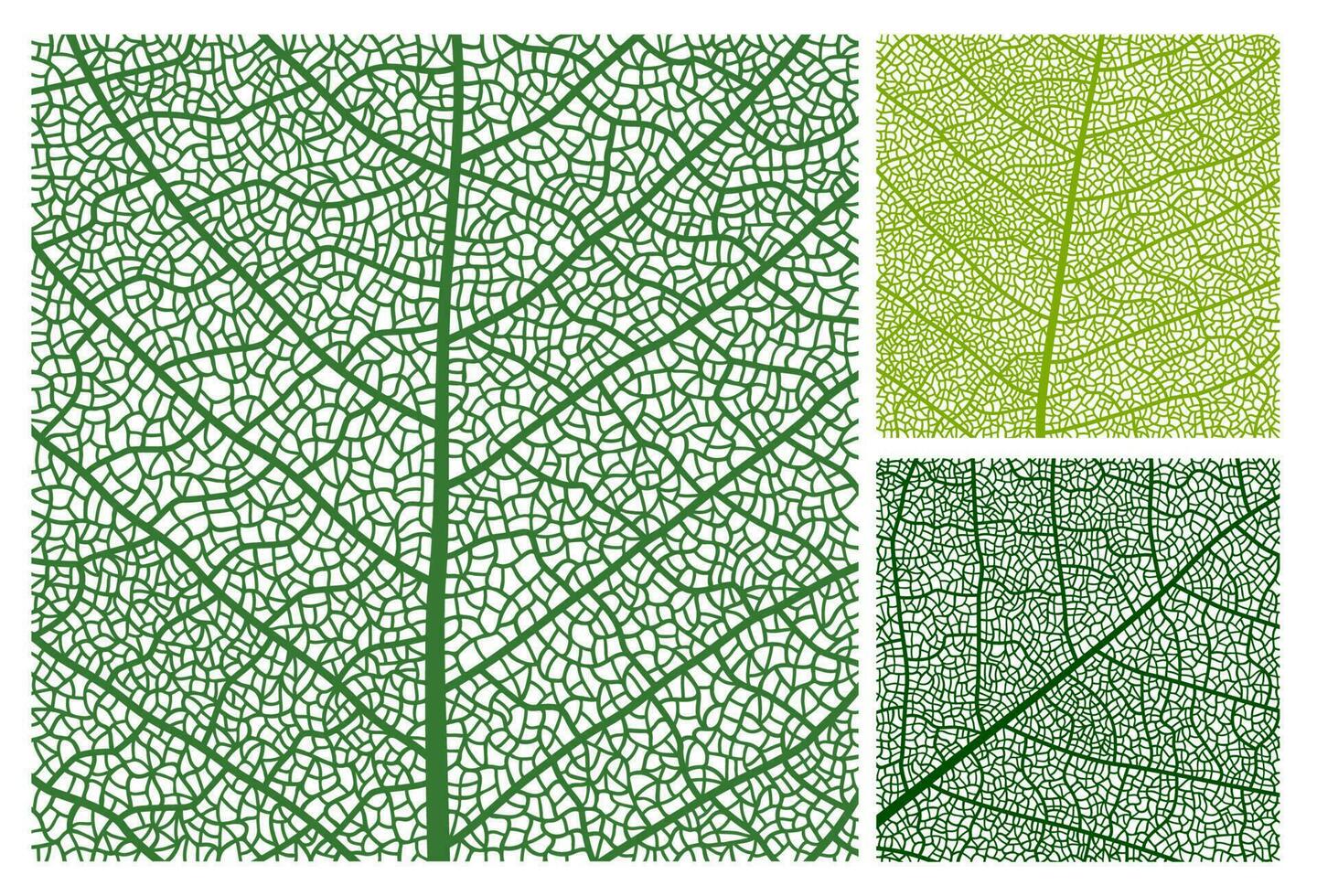 Leaf texture pattern background, veins and cells vector