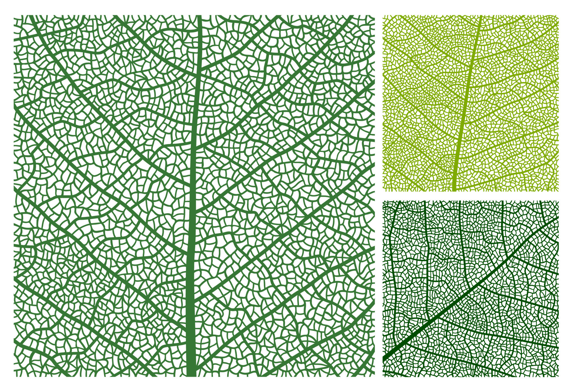 Leaf texture pattern background, veins and cells 23530831 Vector Art at