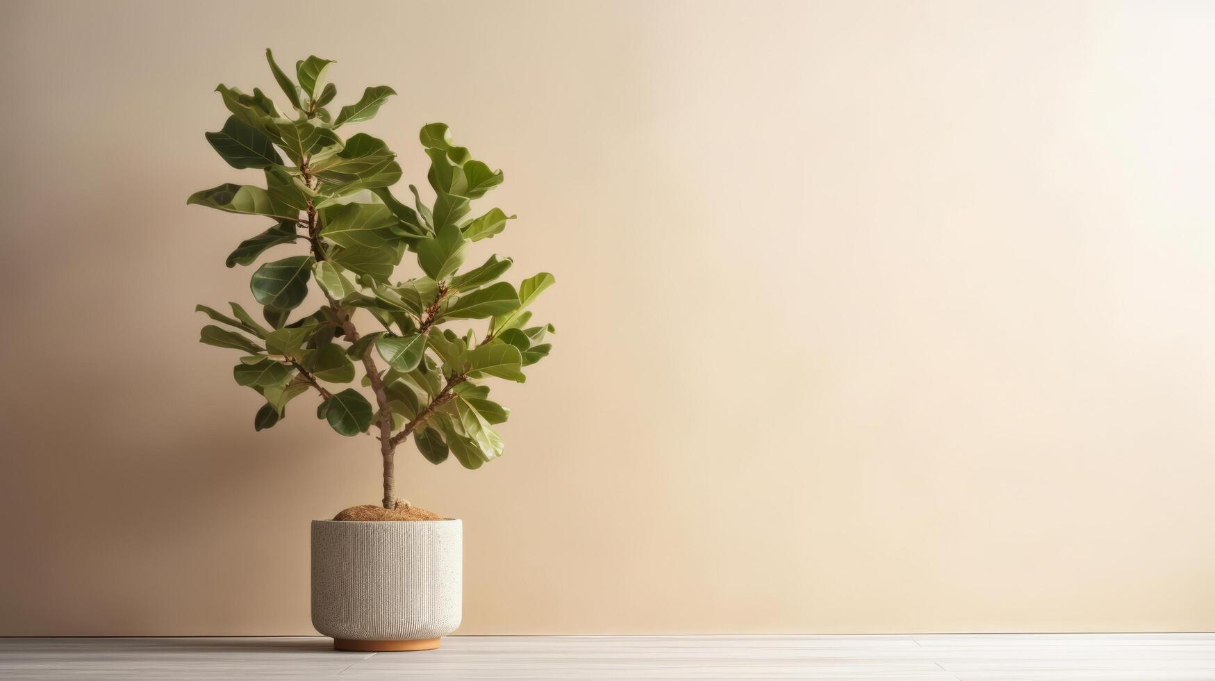 Ficus lyrata minimalist background. Illustration photo