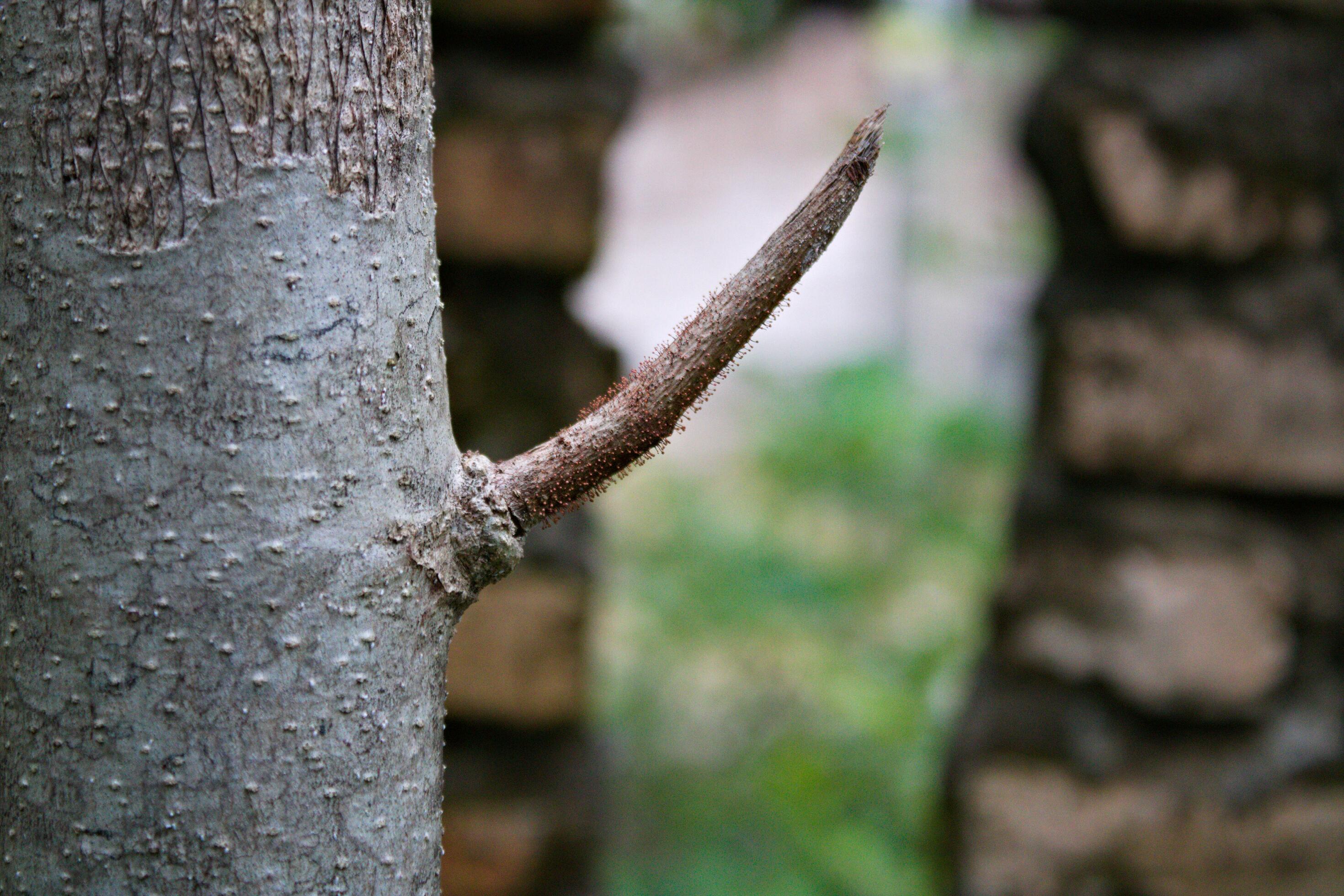 growing sprouts or shoots of leaves from an old cut tree trunk
