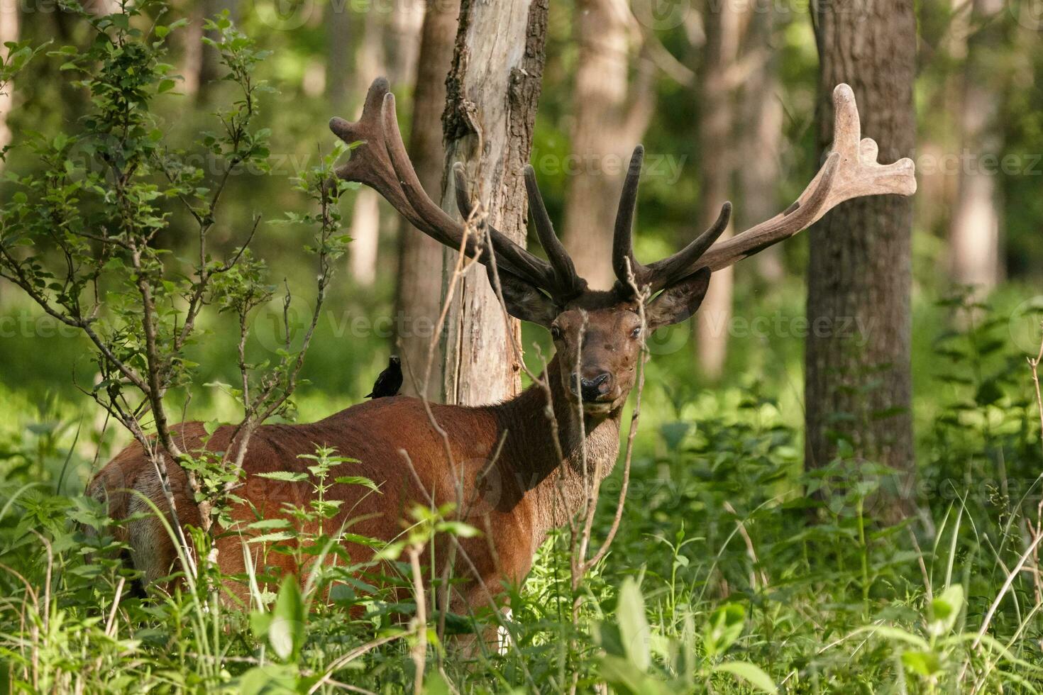 Red deer, Cervus elaphus photo