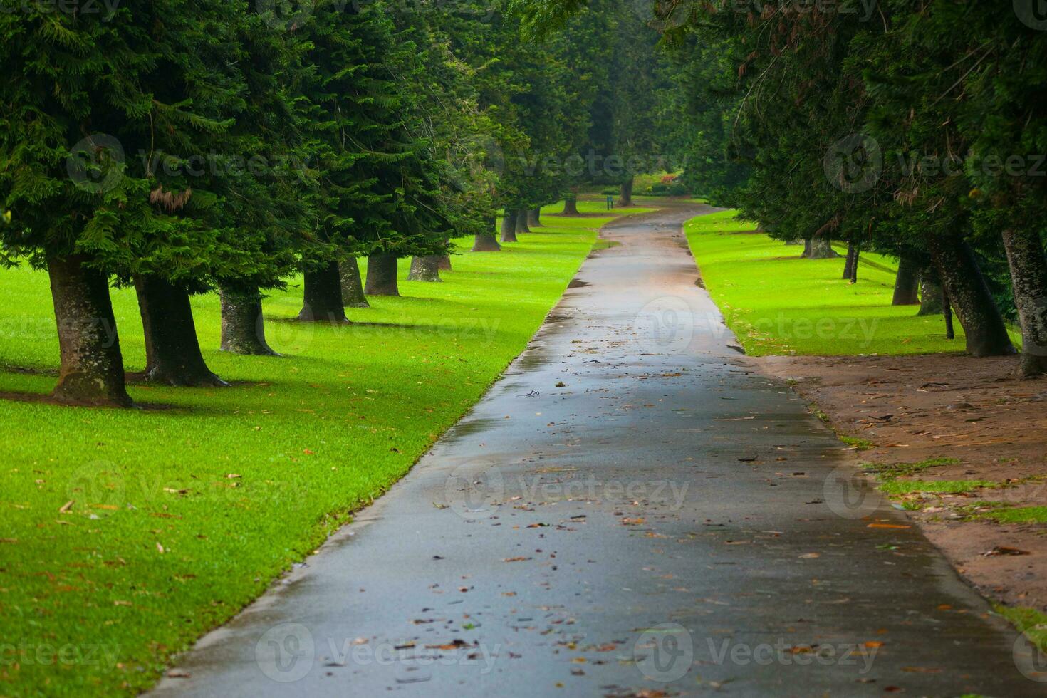 Scenic road view photo