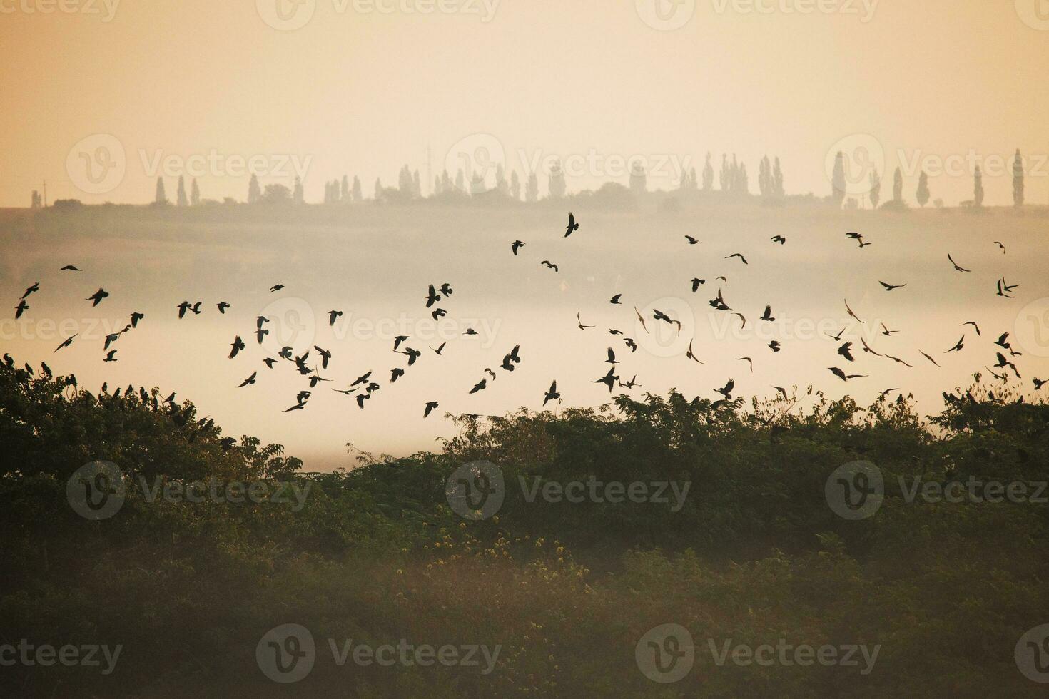 View of a foggy lake photo