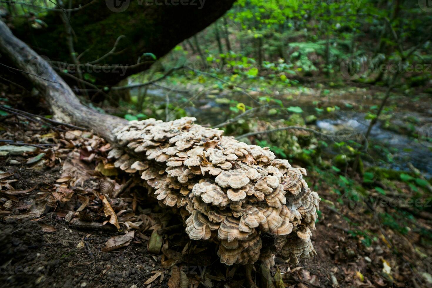 Scenic forest view photo