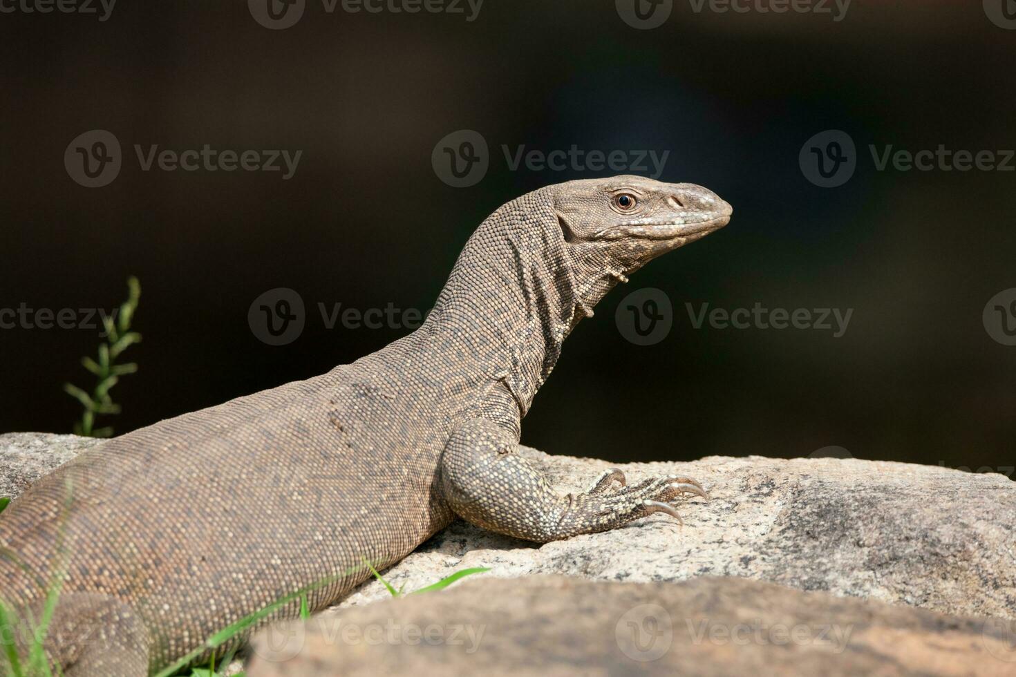 Bengala monitor o común indio monitor reptil foto