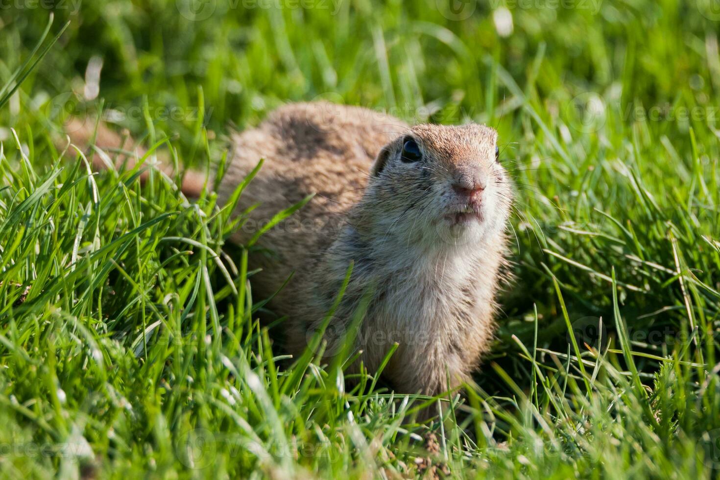 European ground squirrel, Spermophilus citellus or European souslik photo