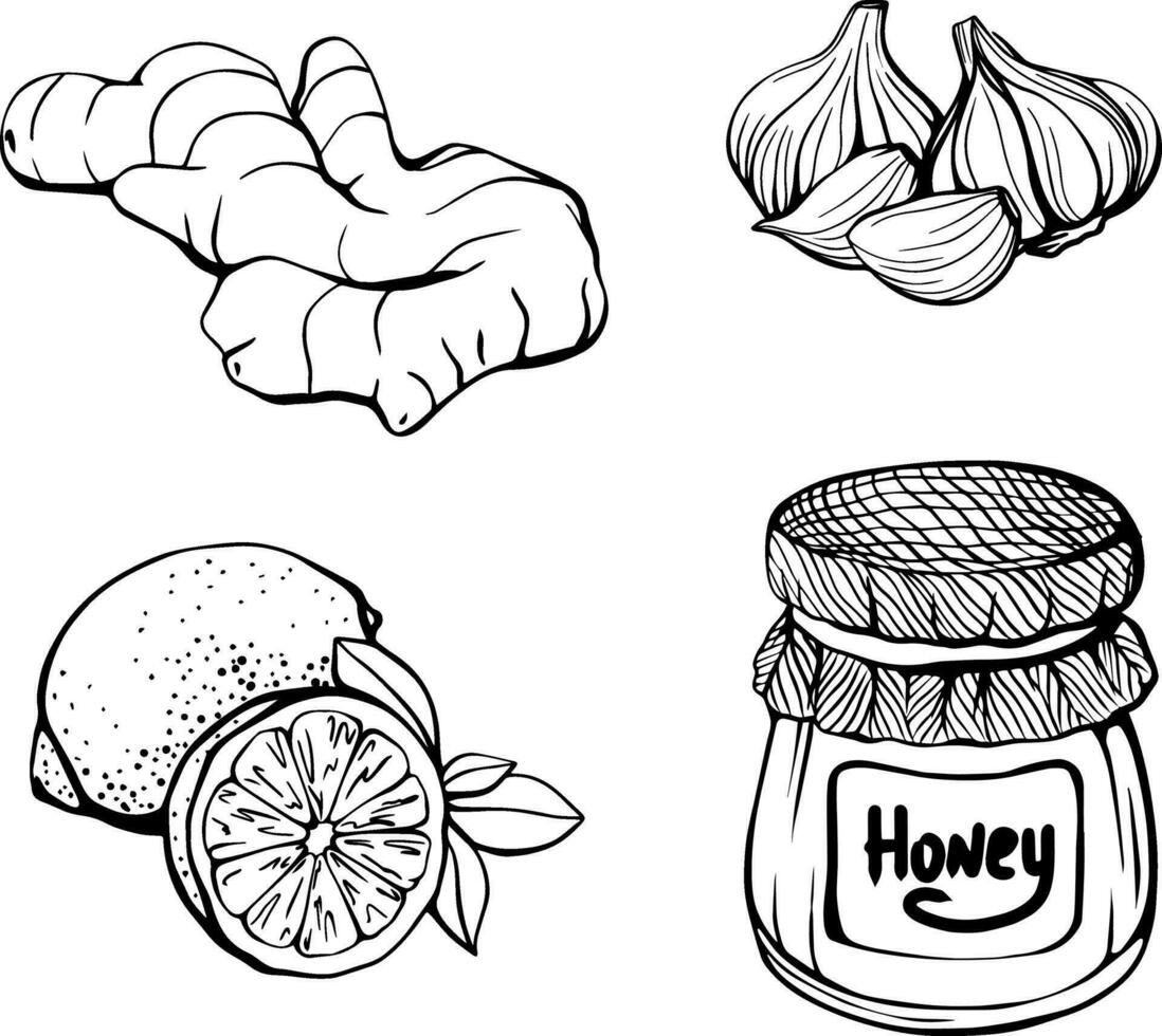 Healthy food. lemon, honey, ginger, garlic. 23540304 Vector Art at Vecteezy