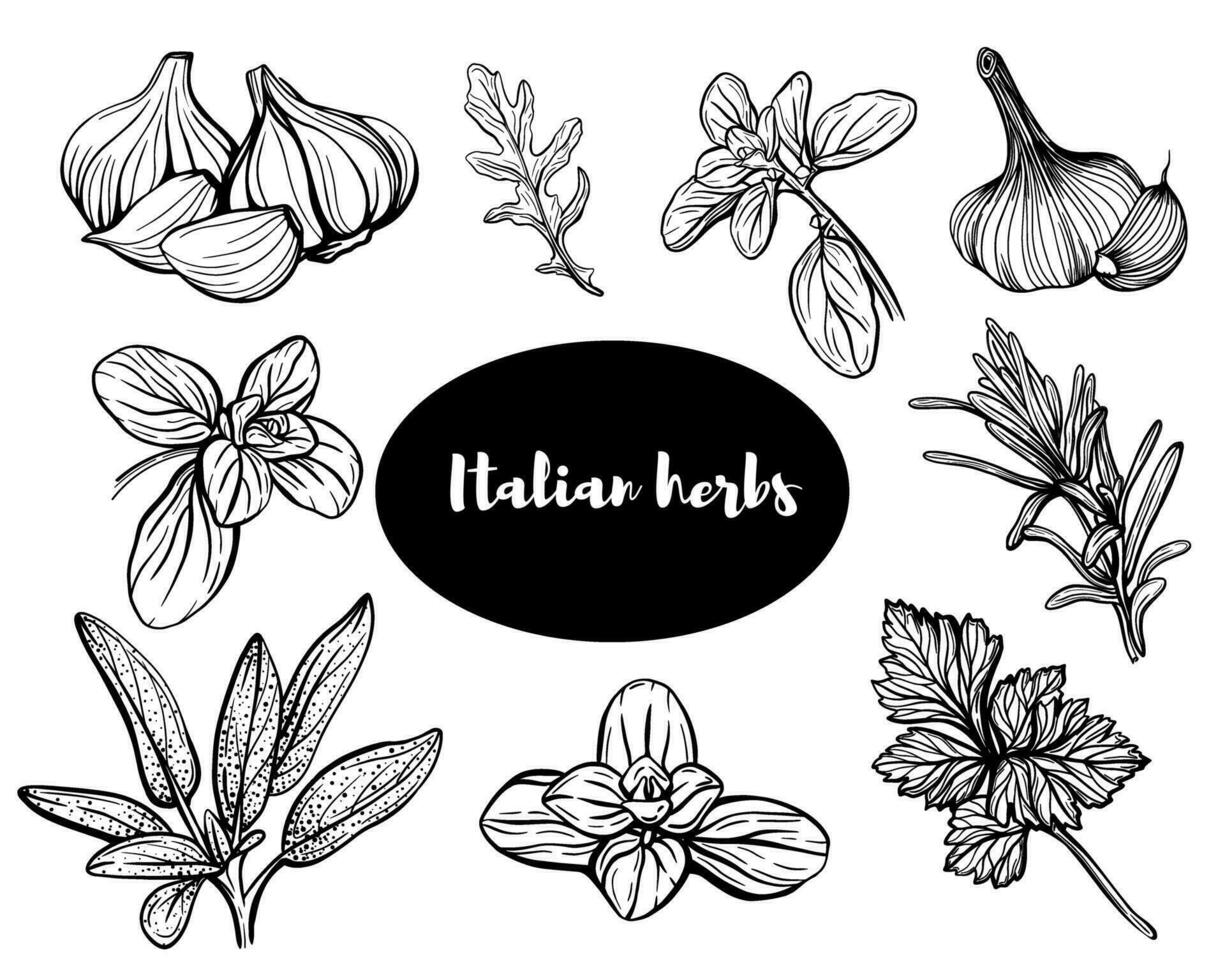 Herbs of Provence sketch .Set of herbs, Aromatic and fragrant seasonings vector