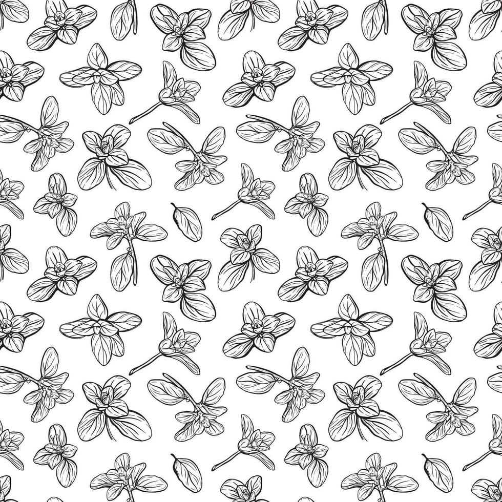 Basil seamless pattern vector