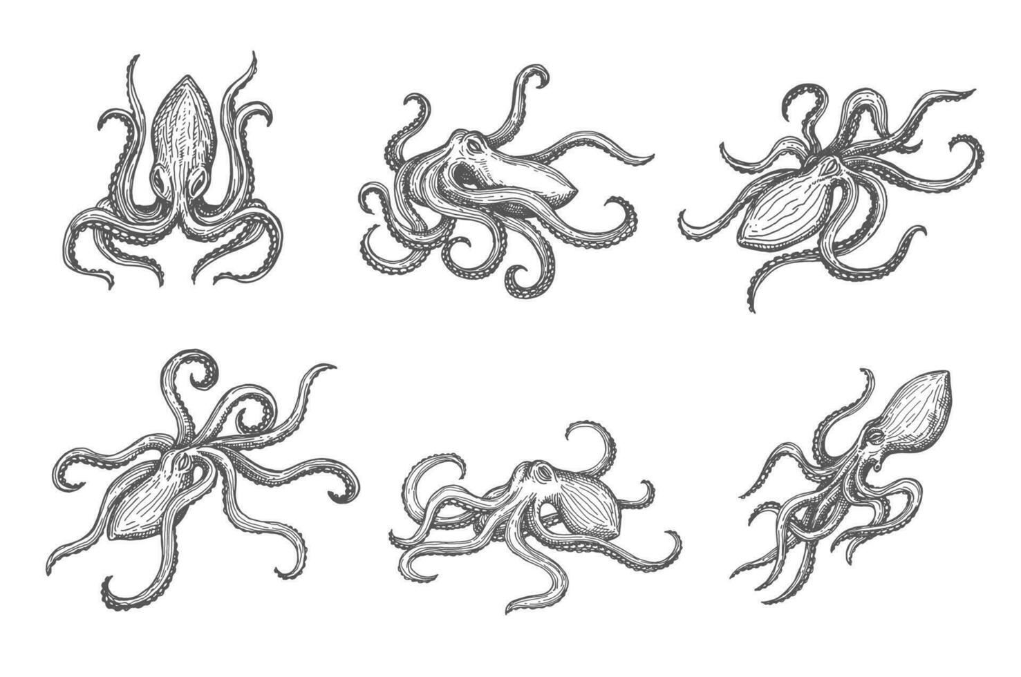 Hand drawn isolated octopus sketch, sea kraken vector
