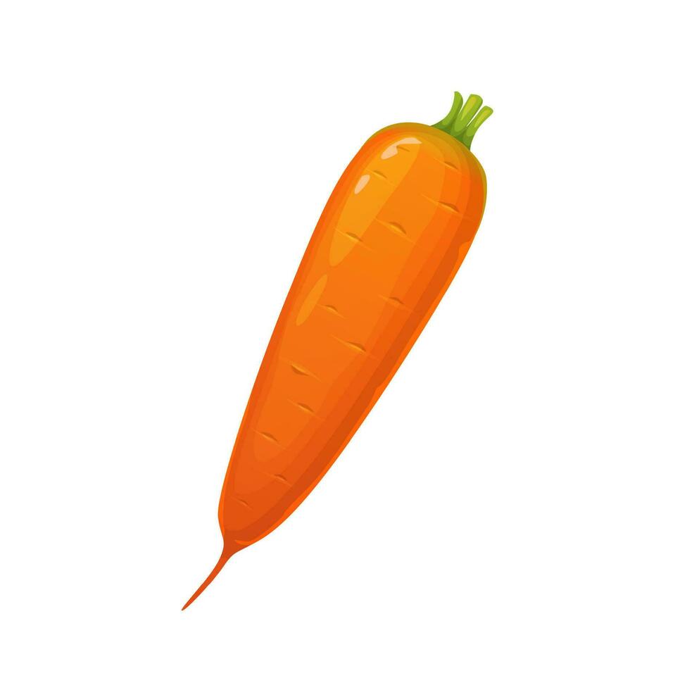 Cartoon ripe isolated orange raw carrot vegetable vector