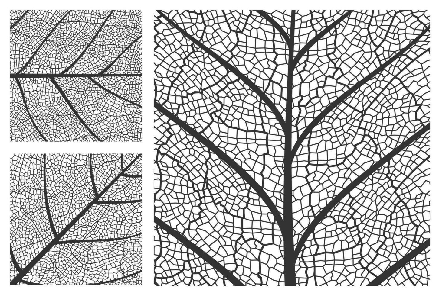 Leaf texture pattern background, plant cells veins vector