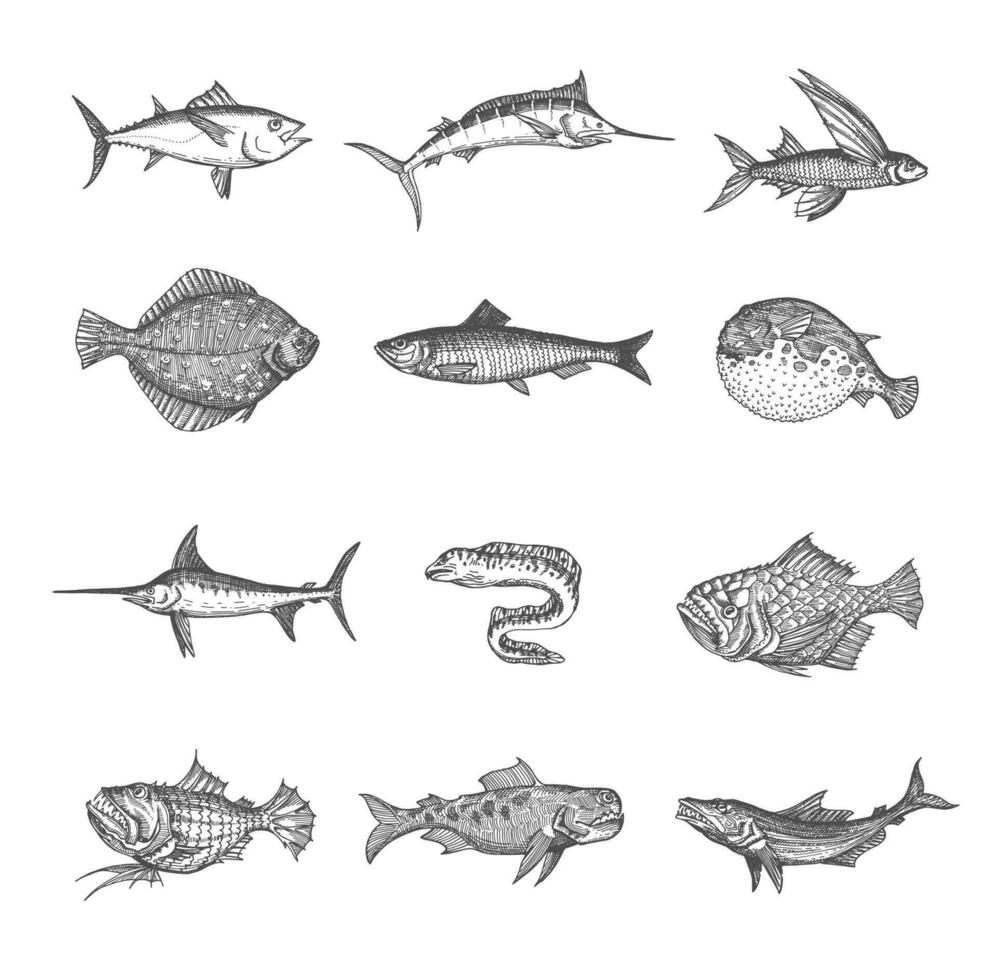 Sea and ocean isolated fish vector sketches