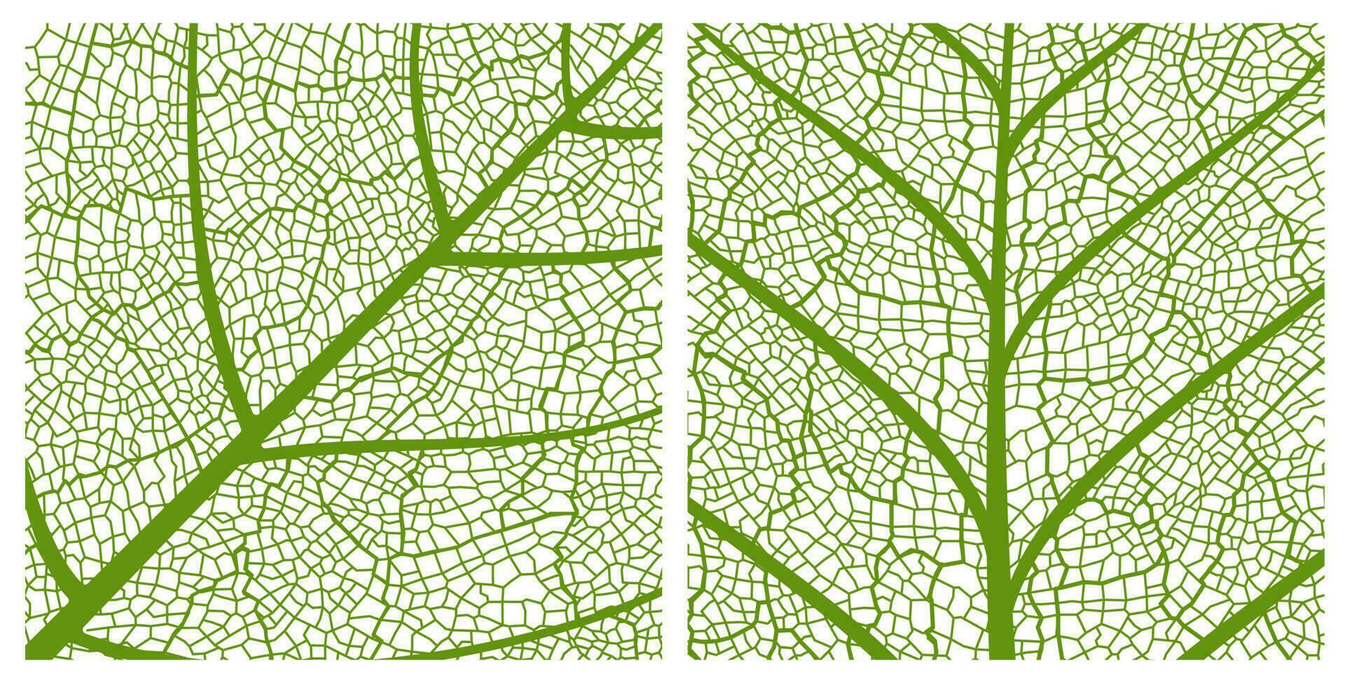 Green leaf texture pattern background with veins vector