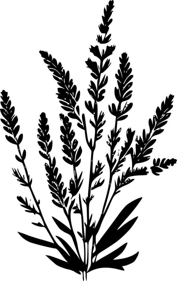 Lavender - Black and White Isolated Icon - Vector illustration