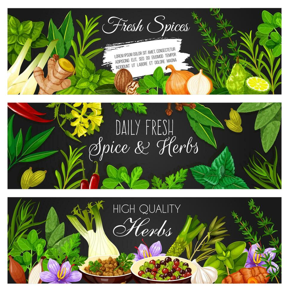 Fresh herbs, spices and seasonings vector banners