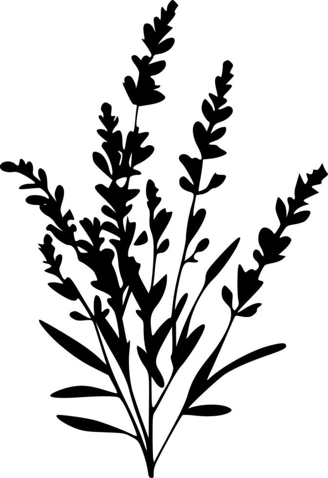 Lavender, Black and White Vector illustration