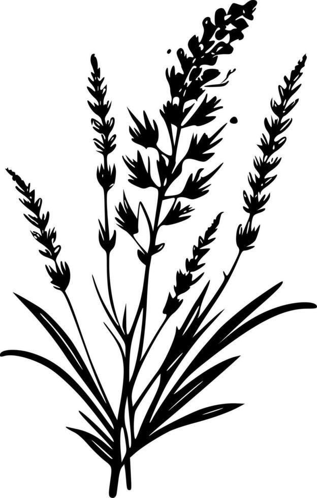 Lavender, Black and White Vector illustration