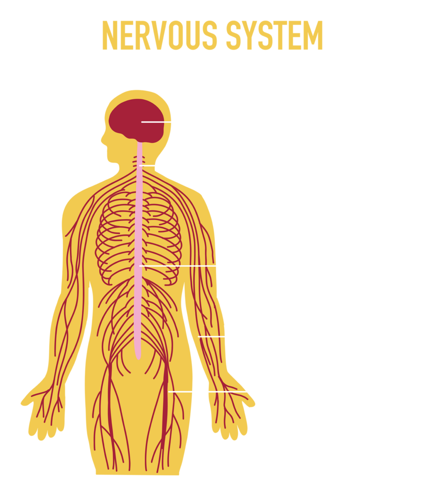 ilustración de humano nervioso sistema png