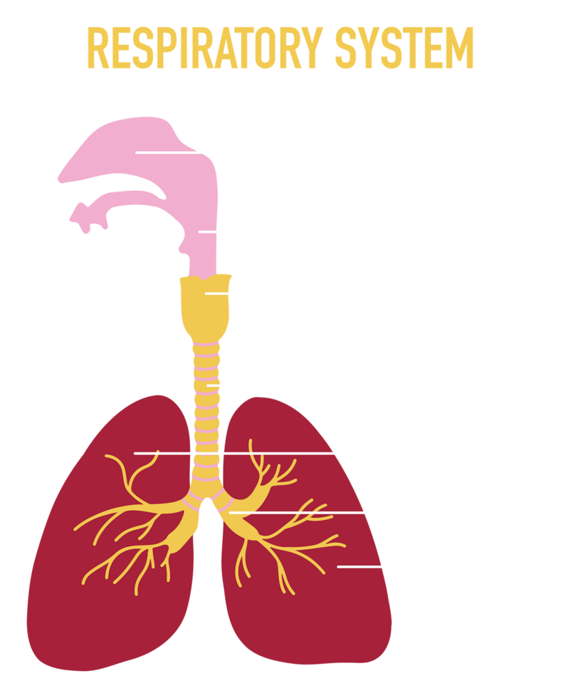 ilustración de humano respiratorio sistema png