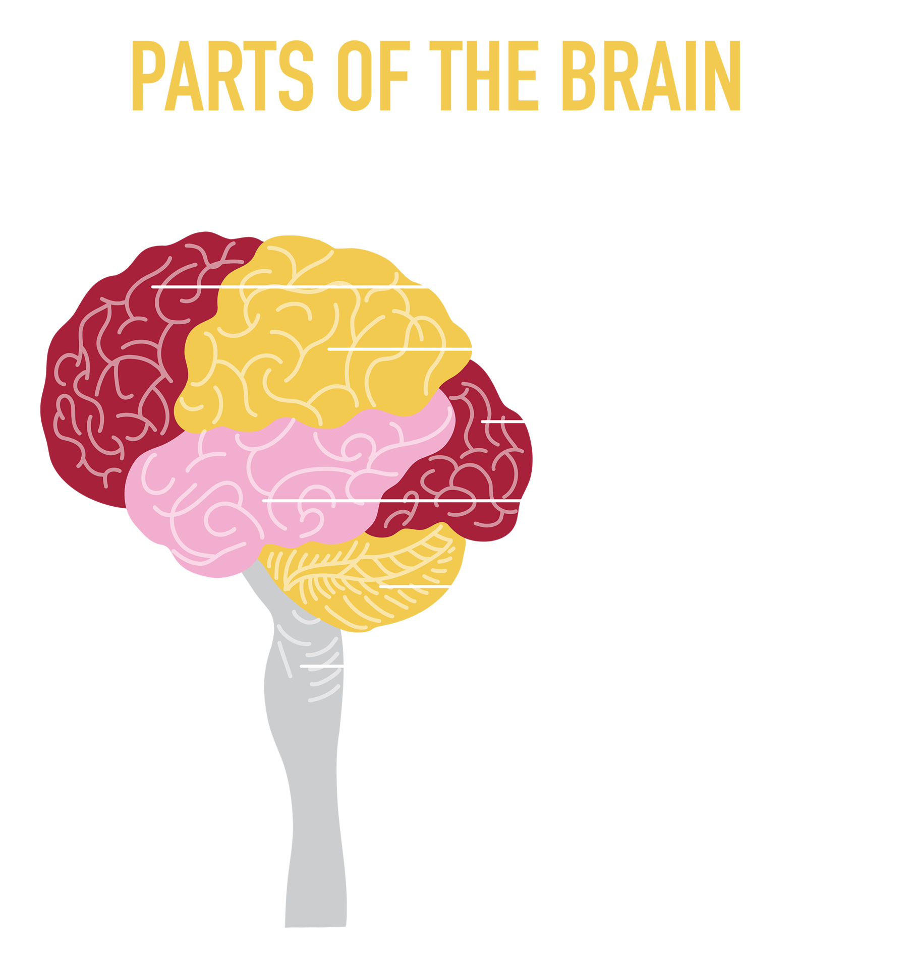 Parts of the Brain Illustration 23545814 PNG