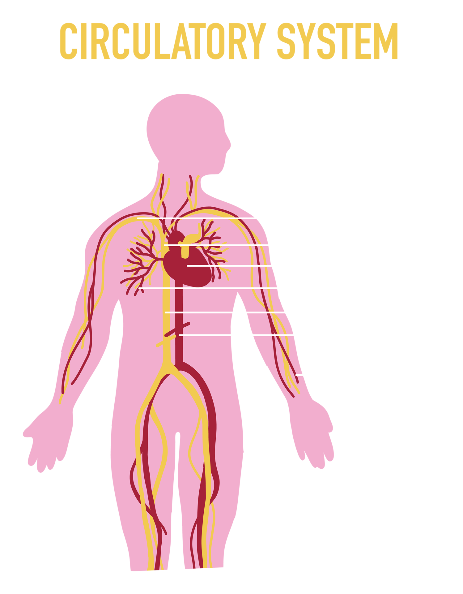 Illustration Of Human Circulatory System 23545815 PNG illustration-of-human-circulatory-system-23545815-png