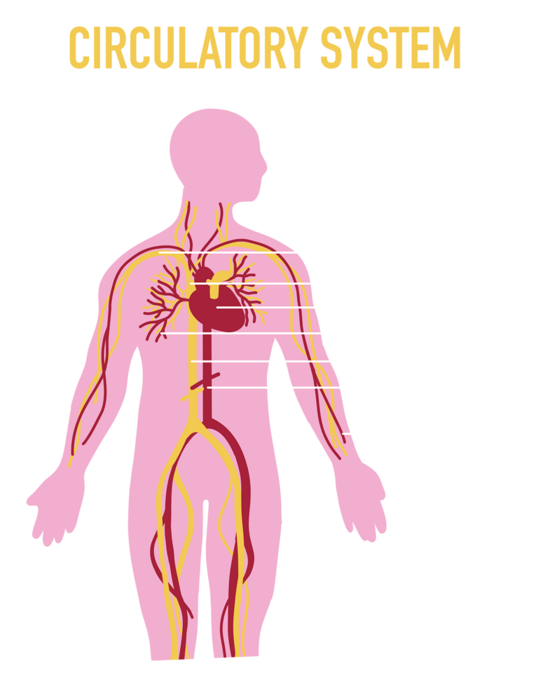 illustration av mänsklig cirkulations- systemet png