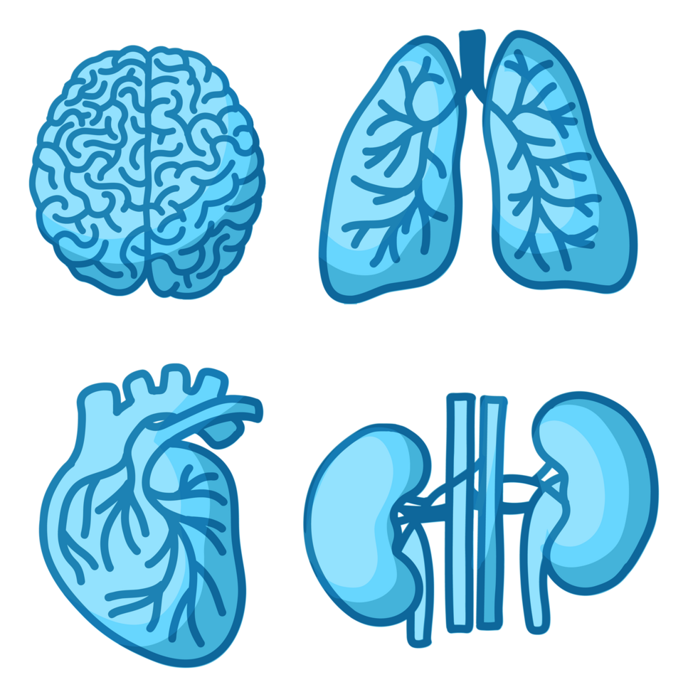 ilustración de cerebro livianos corazón riñón cuerpo partes png