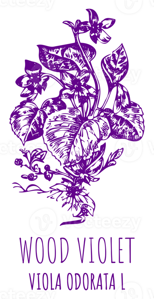 Drawings Fragrant violet. Hand drawn illustration. Latin name Viola odorata L. png