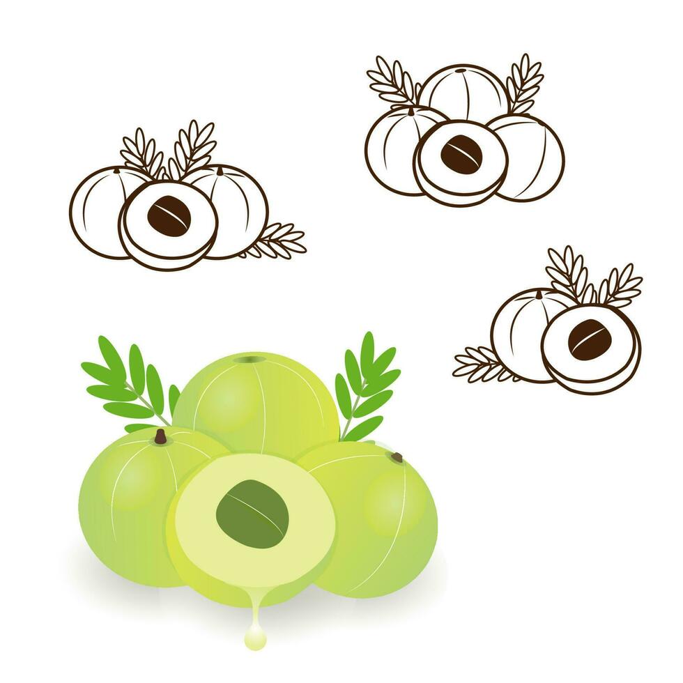 Amla Indian gooseberry, Emblica extract, Emblic, Phyllanthus Emblica outline drawing vector set isolated on white background. Sketch icon, botanical illustration.