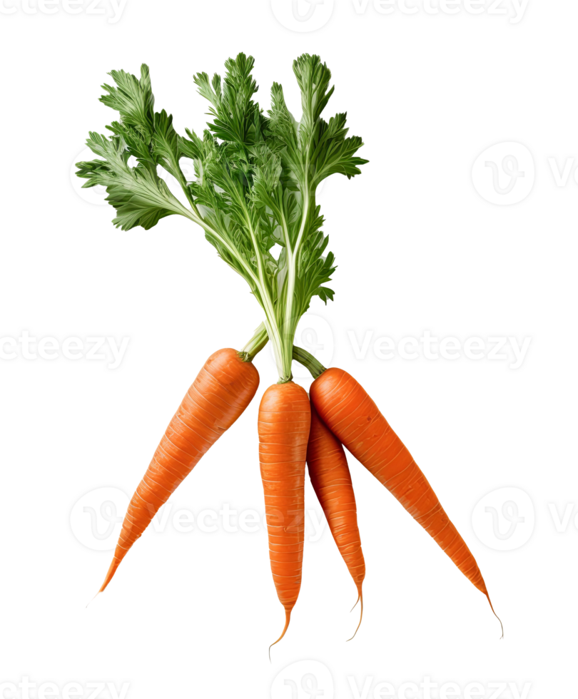 Carrot. Heap of vegetable isolated on transparent background png file