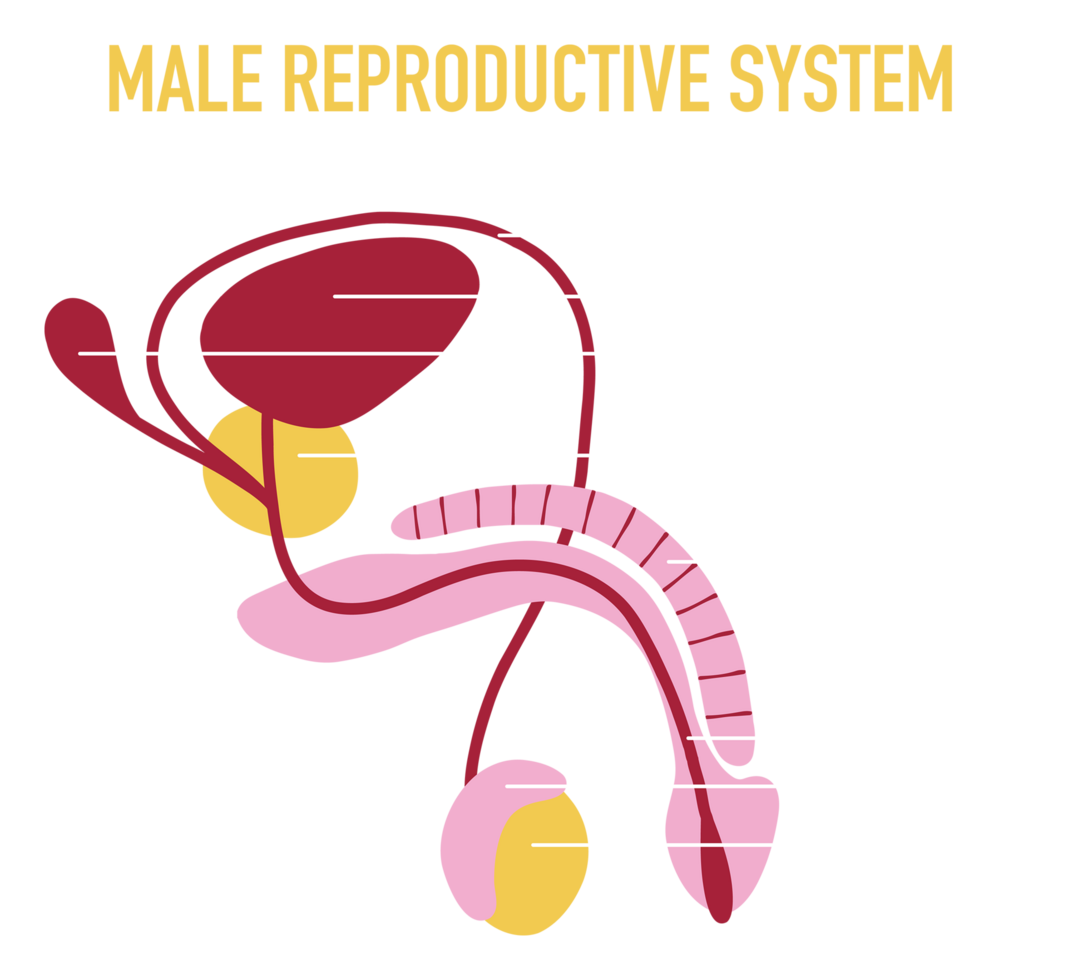 Illustration of Male Human Reproductive System 23548870 PNG Biology Diagrams