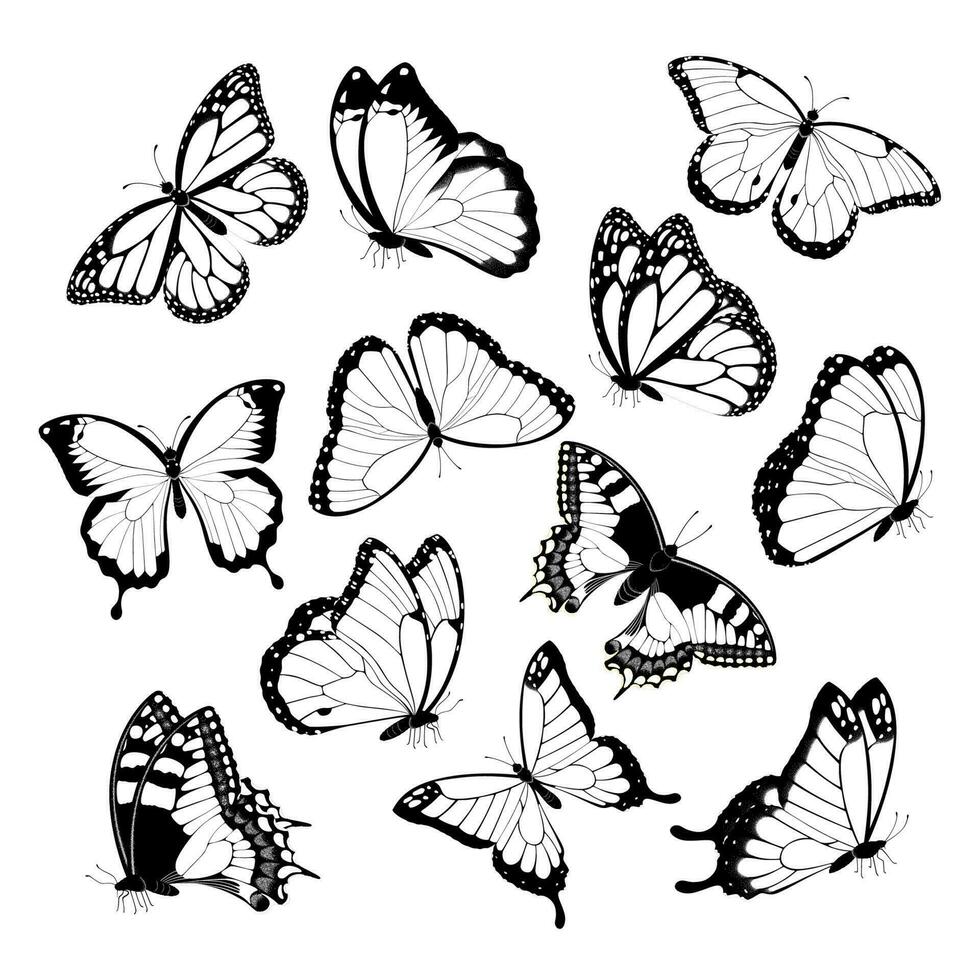 Black and white flying butterflies. Isolated on white background. Vector illustration.