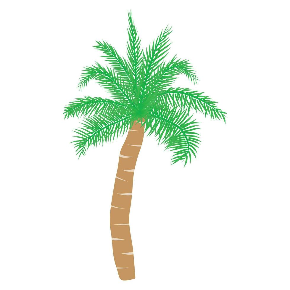 Tropical palm tree. Vector illustration