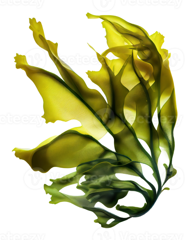 Fresh kelp silk on transparent background, created with png