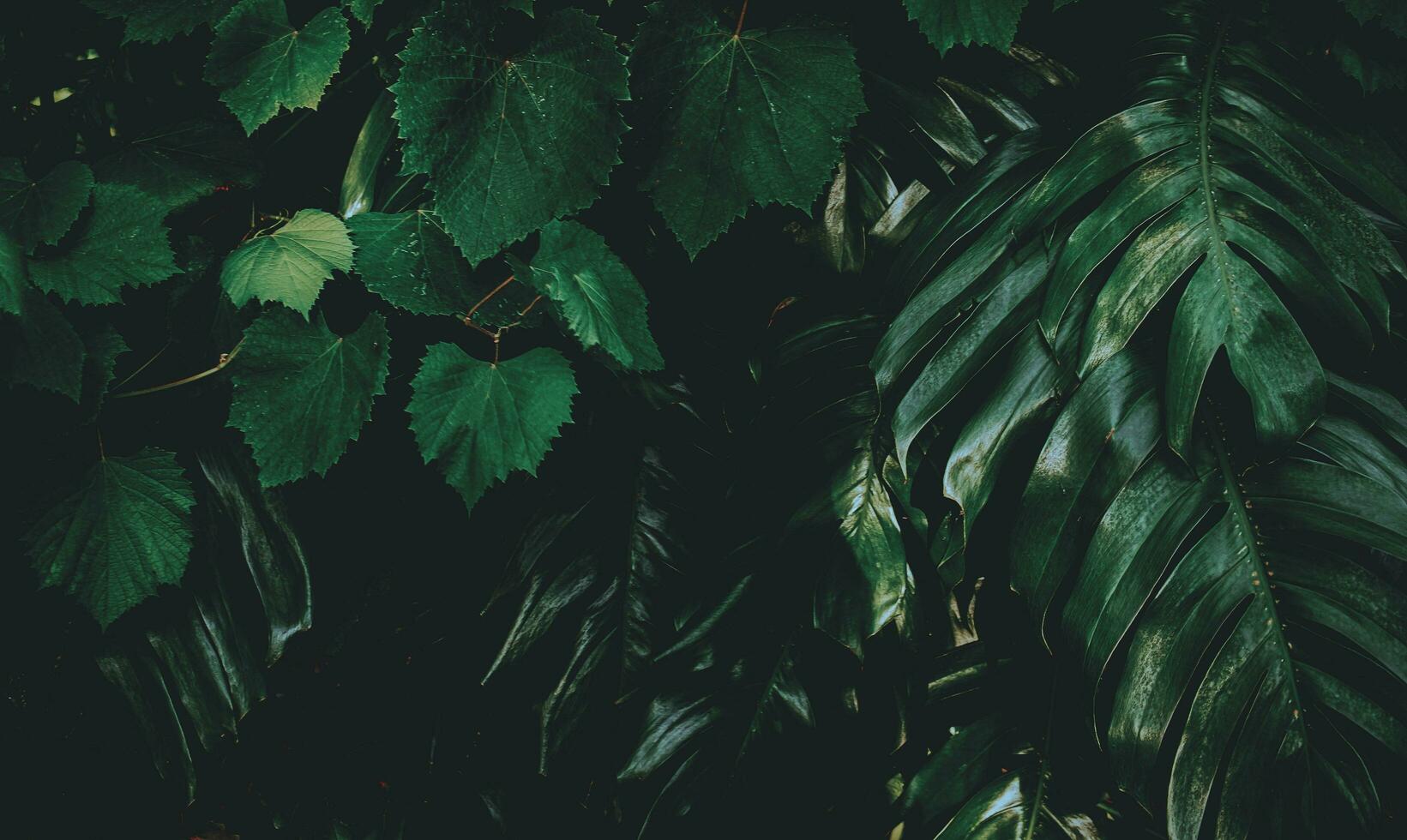 Fondo de hoja verde tropical, tema de tono oscuro. foto